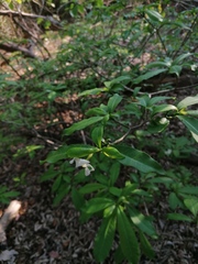 Tabernaemontana amygdalifolia