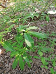 Tabernaemontana amygdalifolia