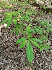 Tabernaemontana amygdalifolia
