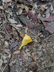 Tabernaemontana donnell-smithii