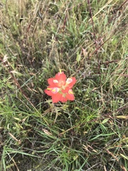 Castilleja indivisa