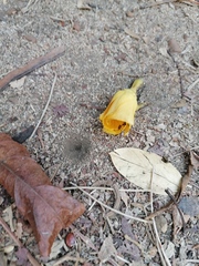 Tabernaemontana donnell-smithii