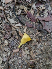 Tabernaemontana donnell-smithii