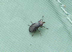 Stictomyia longicornis