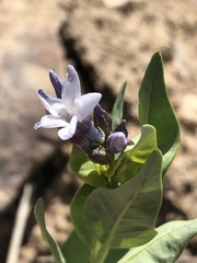 Amsonia jonesii