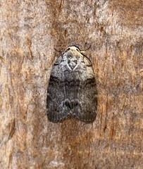 Polygrammate cadburyi