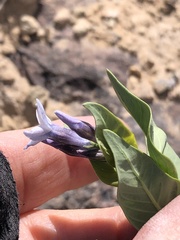 Amsonia jonesii