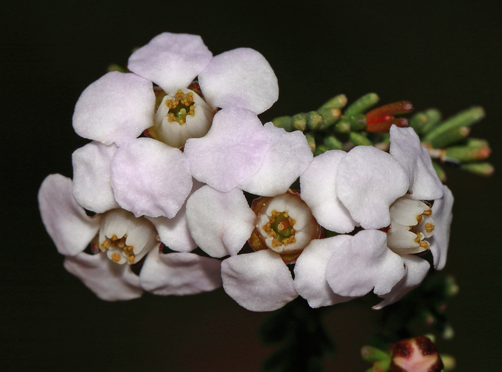 Rinzia communis
