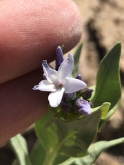 Amsonia jonesii