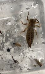 Anotogaster sieboldii