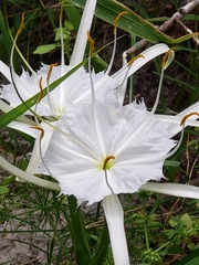 Hymenocallis tridentata