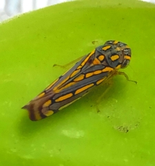 Apogonalia stalii