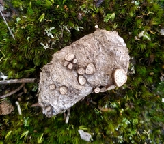Poronia erici