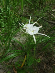 Hymenocallis tridentata