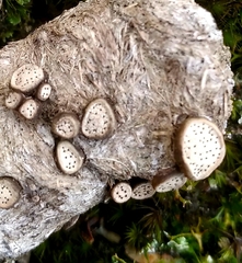 Poronia erici