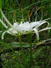 Hymenocallis tridentata