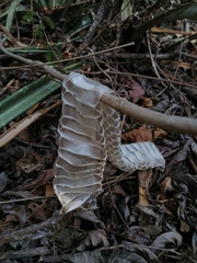 Drymarchon melanurus