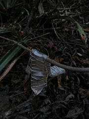 Drymarchon melanurus