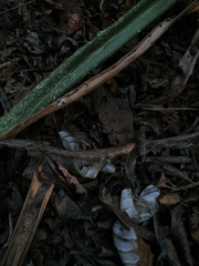 Drymarchon melanurus