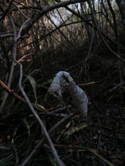 Drymarchon melanurus