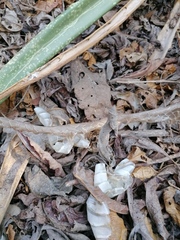 Drymarchon melanurus