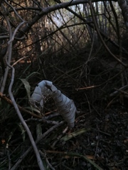 Drymarchon melanurus