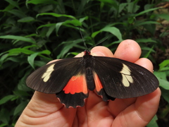 Parides eurimedes
