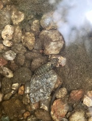 Stylogomphus suzukii