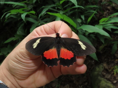 Parides eurimedes