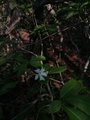 Tabernaemontana amygdalifolia