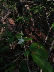 Tabernaemontana amygdalifolia