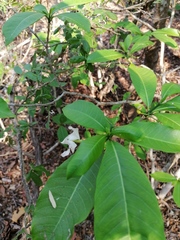 Tabernaemontana amygdalifolia