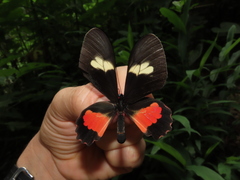 Parides eurimedes