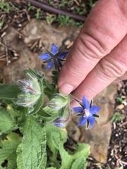 Borago