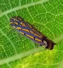 Apogonalia stalii