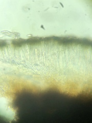 Image of Porpidia speirea