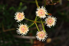 Actinodium cunninghamii