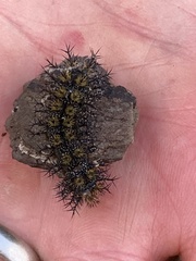 Hemileuca maia