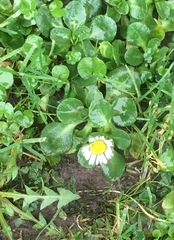 Bellis perennis