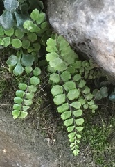 Asplenium trichomanes