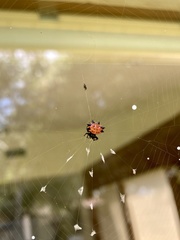 Gasteracantha cancriformis