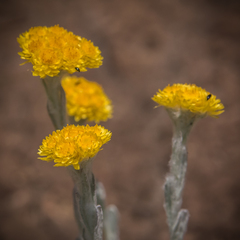 Helichrysum flanaganii