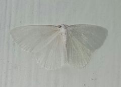 Lomographa vestaliata