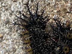 Hemileuca maia