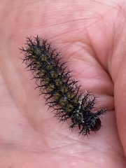 Hemileuca maia