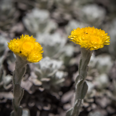Helichrysum flanaganii