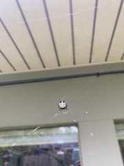 Gasteracantha cancriformis