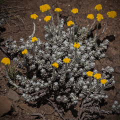 Helichrysum flanaganii