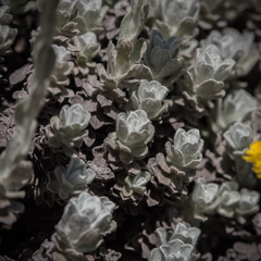 Helichrysum flanaganii