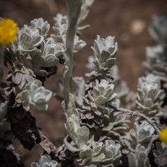 Helichrysum flanaganii